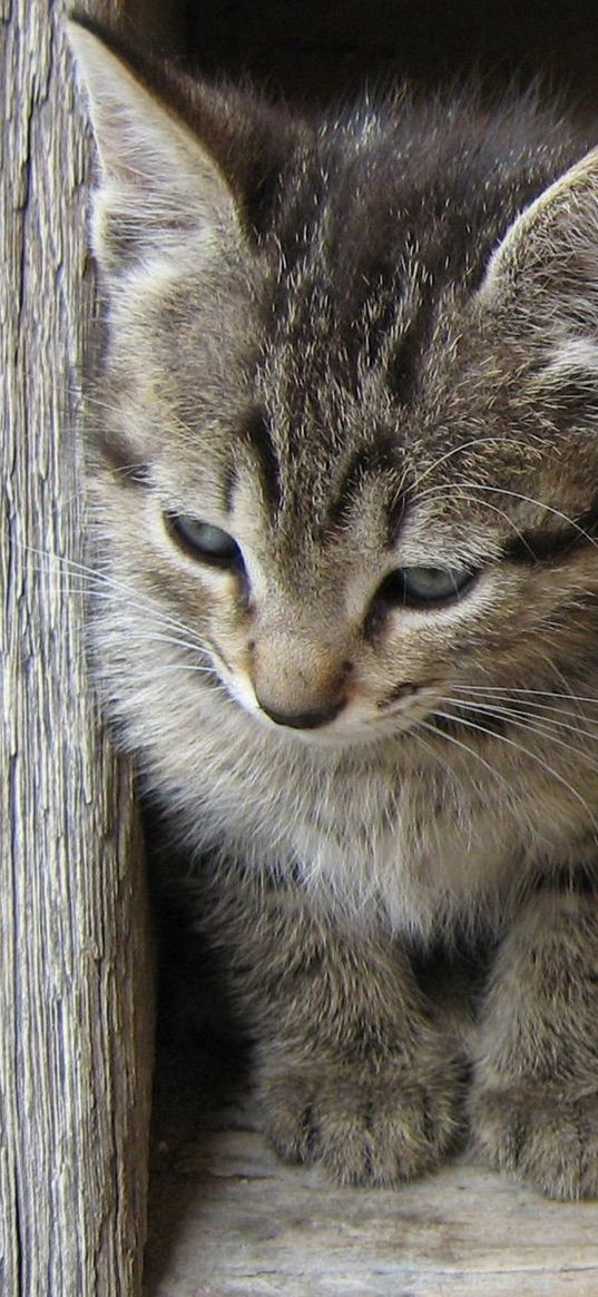 kittens, white, black, kids