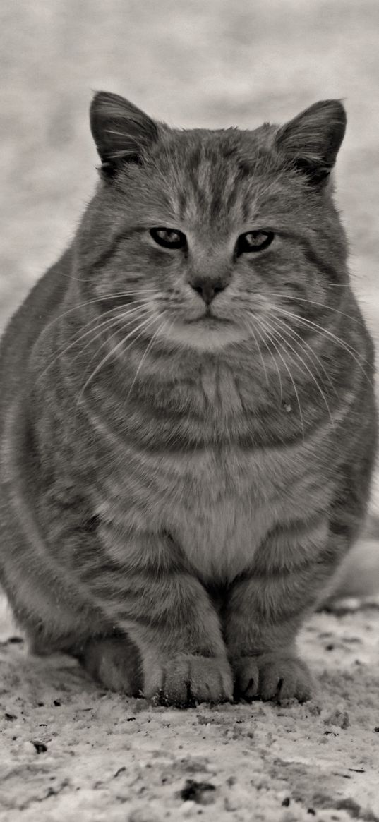 cat, gray, black white, sitting, street