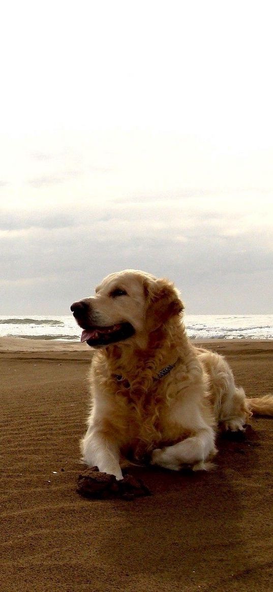 dog, labrador, beach, sand