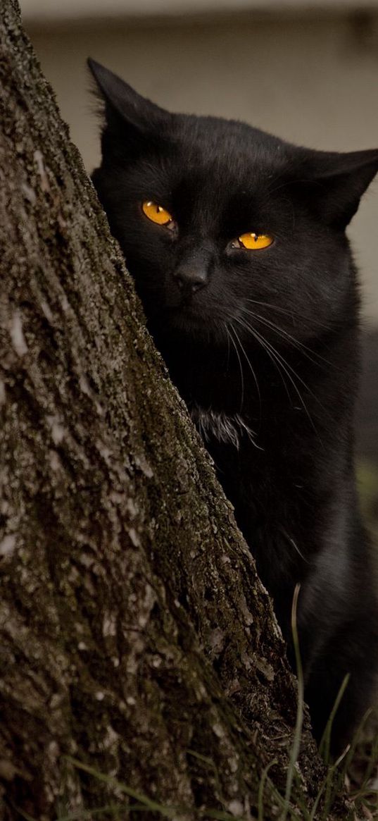 cat, tree, black, hide, eyes