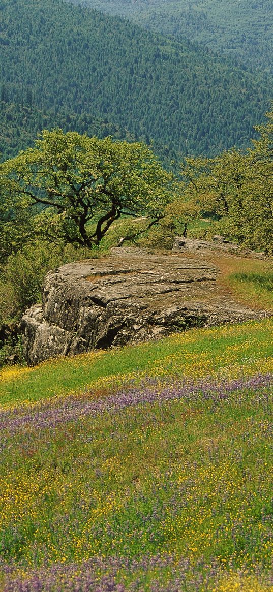 glade, trees, grass, greens, flowers, field, mountains