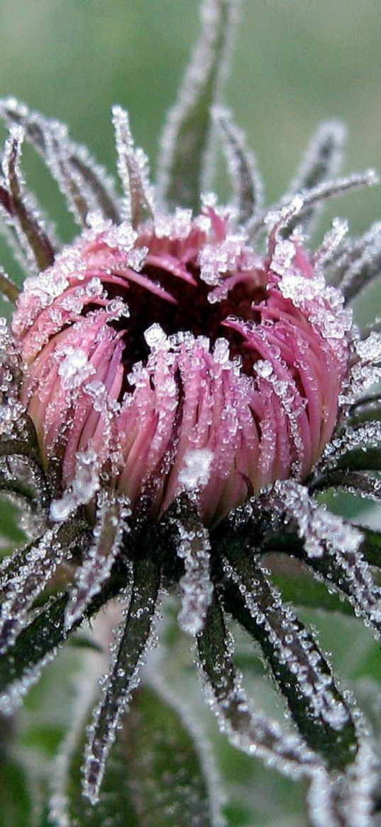 flower, leaves, bud, hoarfrost, cold, frost, captivity