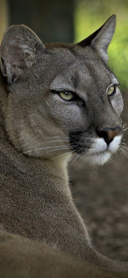 puma, cougar, wolf, mountain lion, wildcat