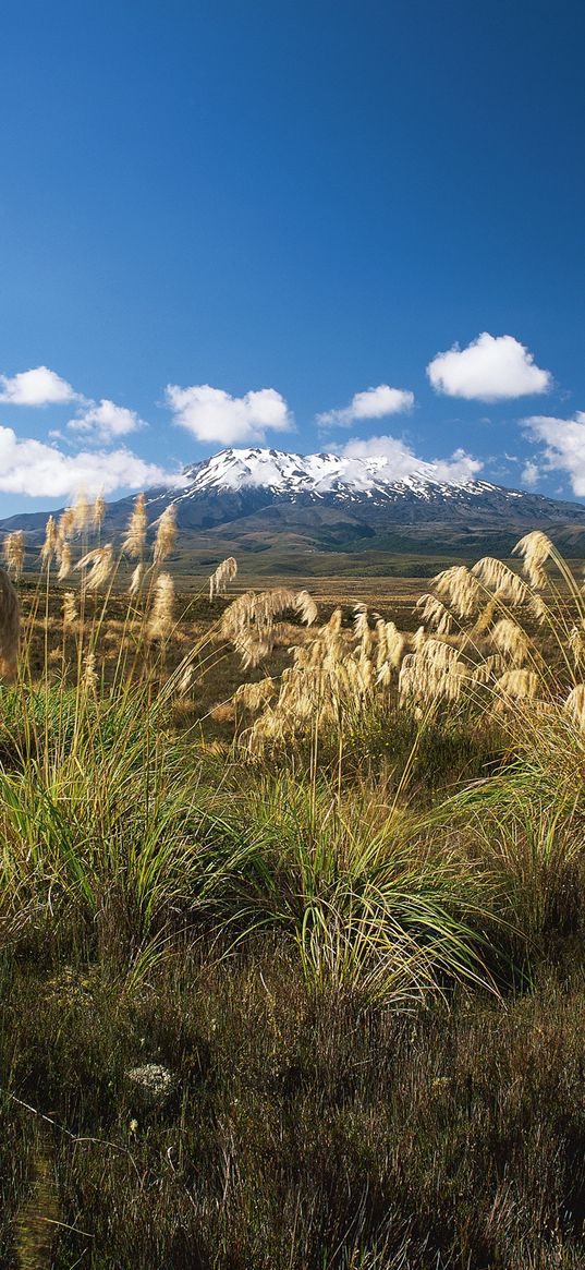 meadow, field, grass, sedge, stalks