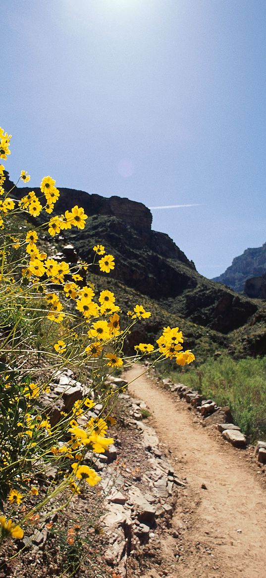 road, track, flowers, yellow, mountains, stones