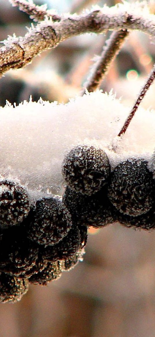 mountain ash, black, fruits, berries, snow, hoarfrost, clusters