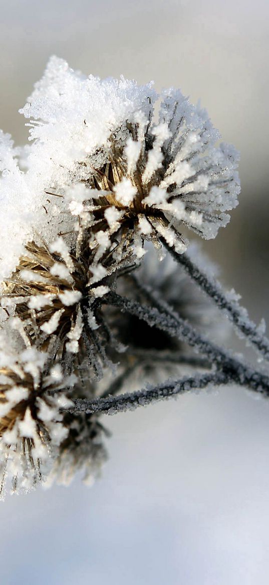 burdock, prickles, snow, hoarfrost, winter, frost