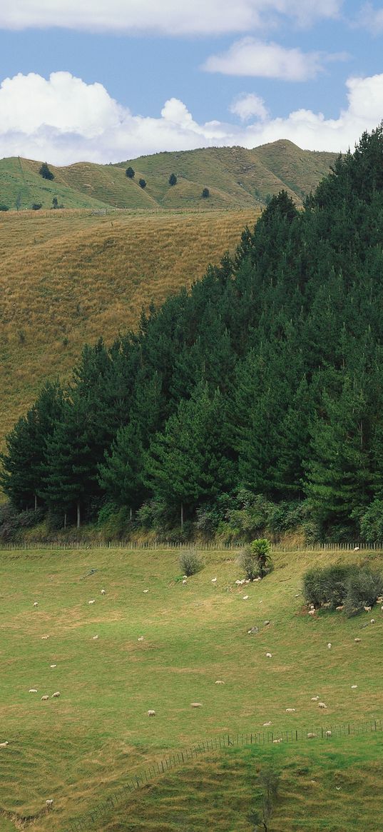 mountains, slopes, trees, coniferous, meadows, pasture, cattle