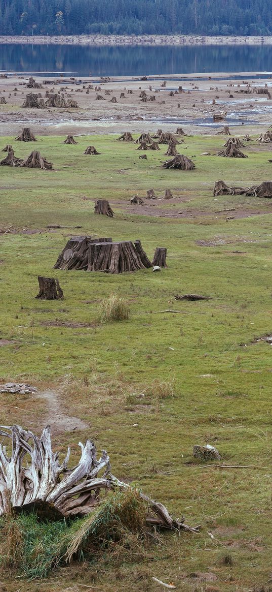 stubs, coast, river, grass