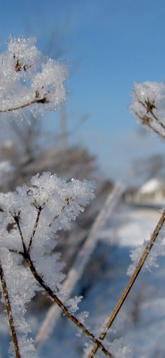 fennel, snow, hoarfrost, winter, frost, cold, road