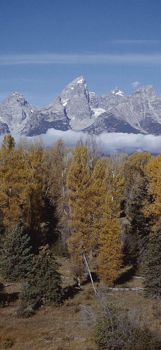 mountains, trees, tops, autumn, coniferous, leaves, yellow, clouds