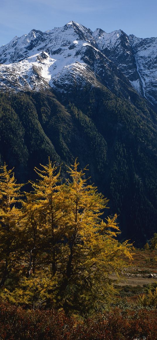 mountains, trees, tops, autumn, snow, leaves, yellow, greatness