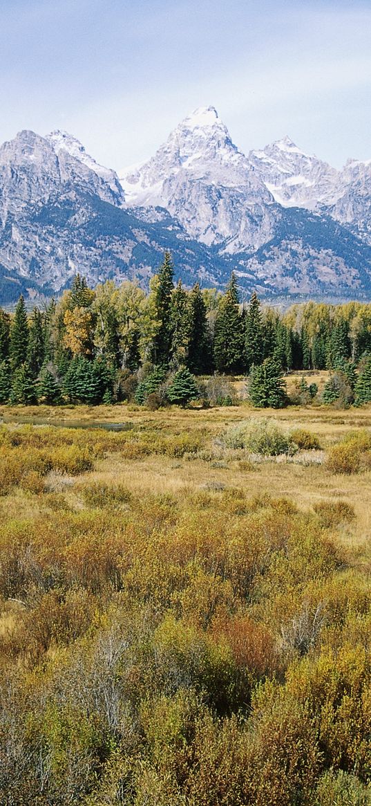 mountains, trees, autumn, grass, tops, fur-trees