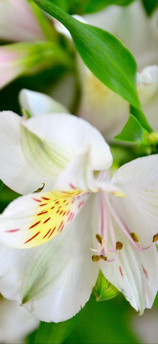 lilies, flowers, petals, buds, flora