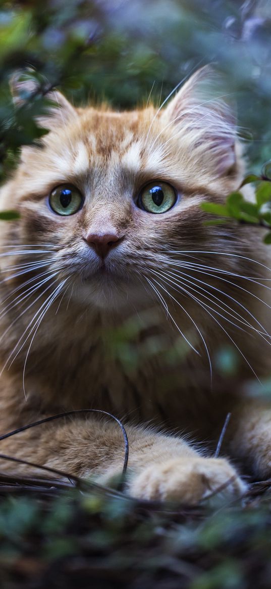 cat, leaves, twigs, furry, red