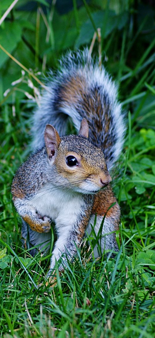 squirrel, grass, green, walk