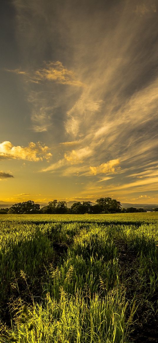 field, grass, fence, sky, summer