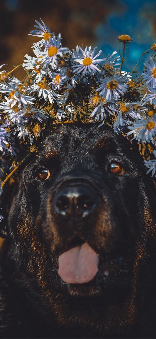 dog, protruding tongue, face, flowers, wreath