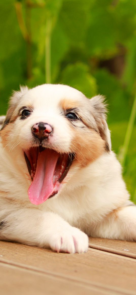 australian shepherd, puppy, muzzle, playful, protruding tongue