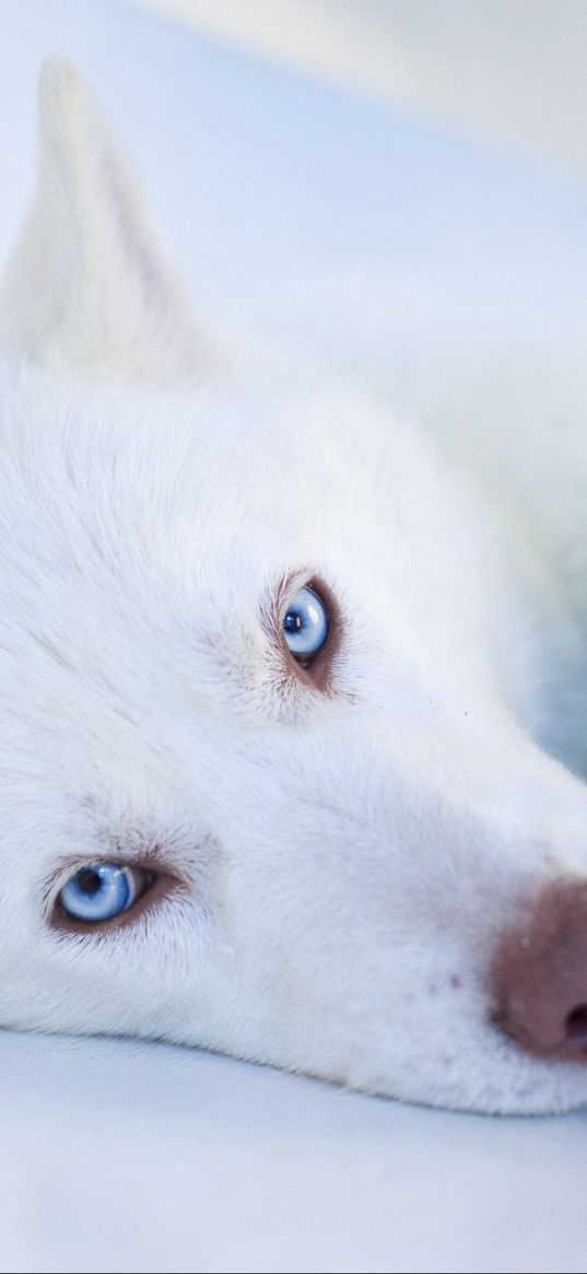 husky, dog, muzzle, blue-eyed