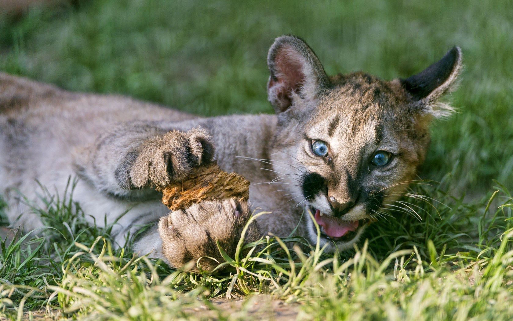 puma, cougar, mountain lion, big cat, cub