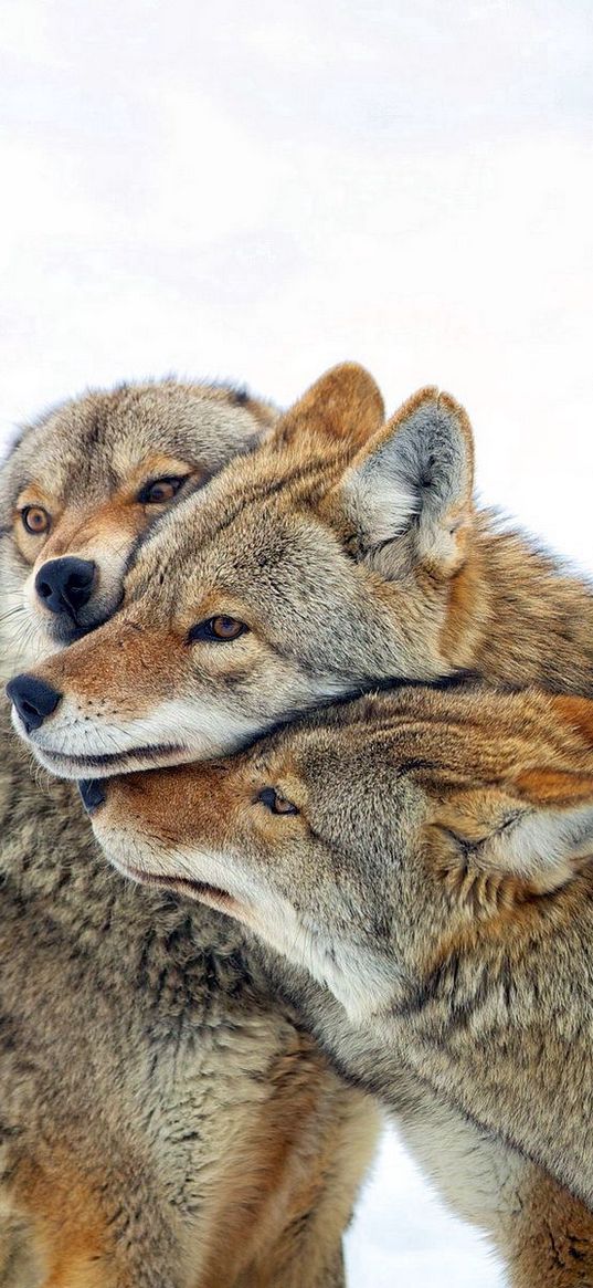 coyote, wolves, pack, care, winter, snow