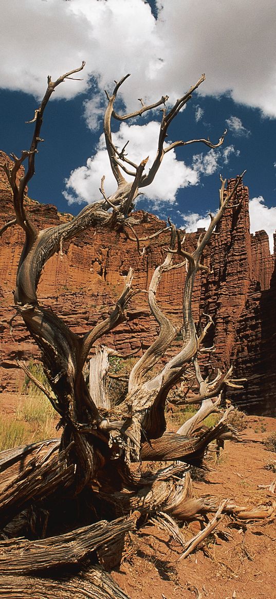 canyons, tree, dead, wall, sky, clouds, shade