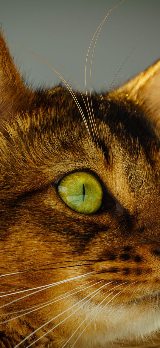 cat, face, eyes, green eyes