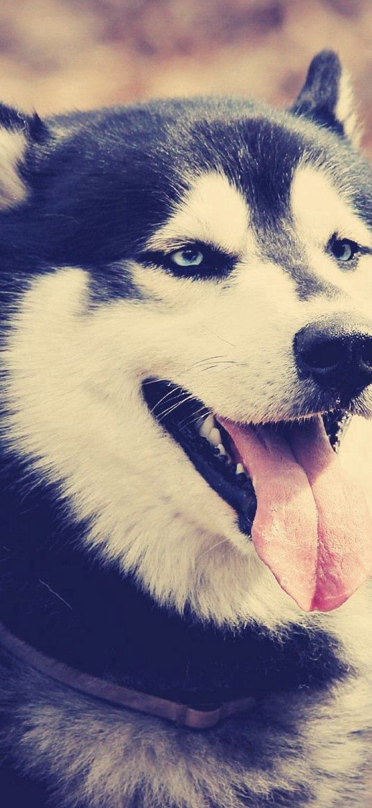 husky, dog, muzzle, protruding tongue