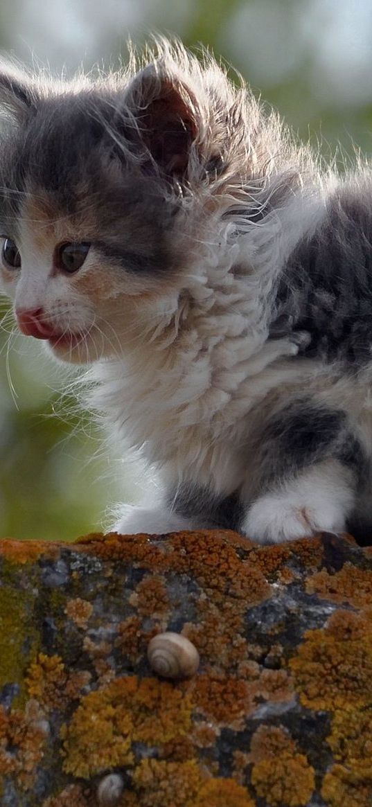 kitten, spotted, outdoor, sitting