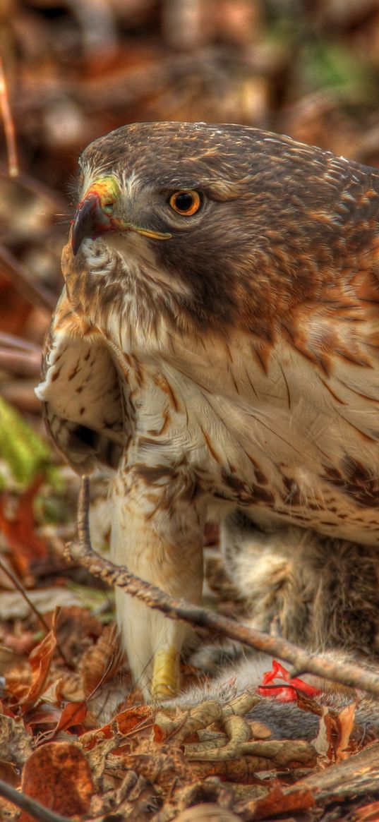 red-tailed hawk, hawk, predator, leaves, hdr