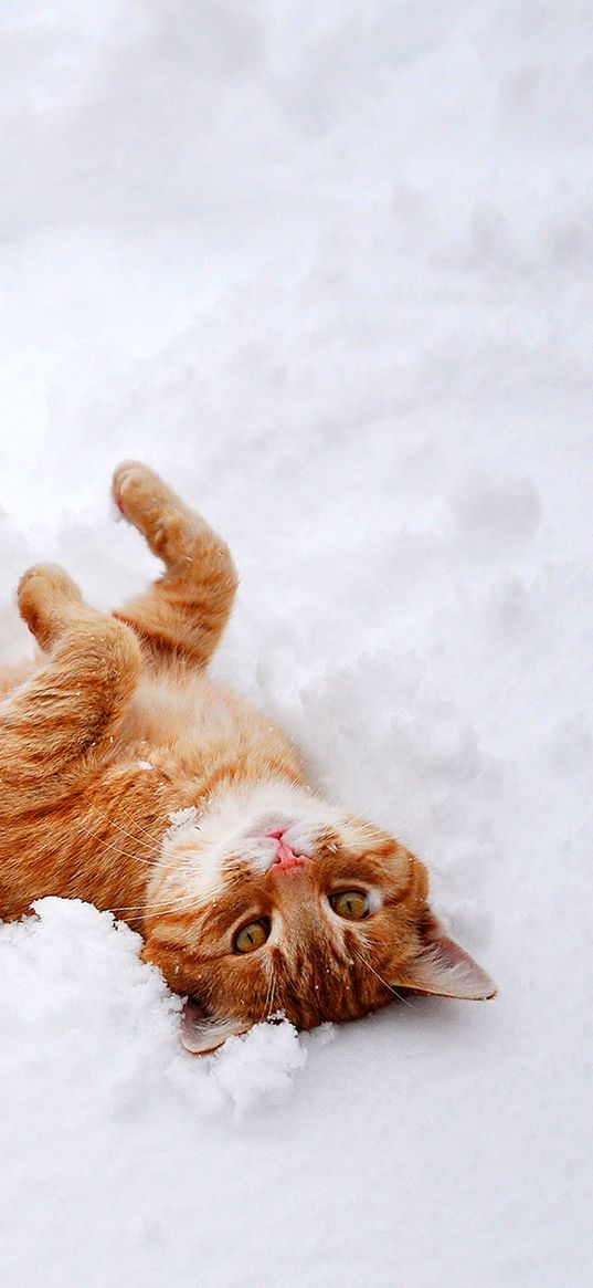 cat, redhead, snow, lies, playful