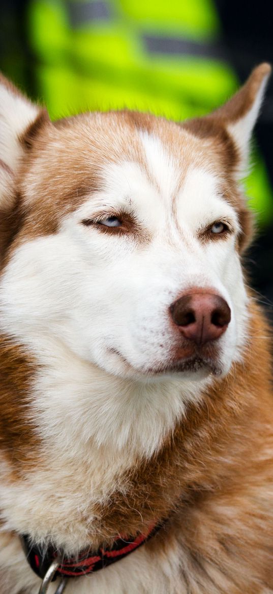 husky, dog, muzzle, eyes, spotted