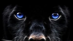 Preview wallpaper abstraction, dog, black, blue, face