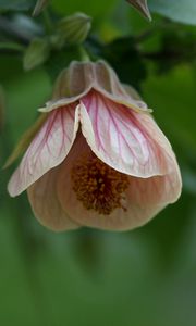 Preview wallpaper abutilon, flower, bud, macro, pink