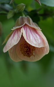 Preview wallpaper abutilon, flower, bud, macro, pink