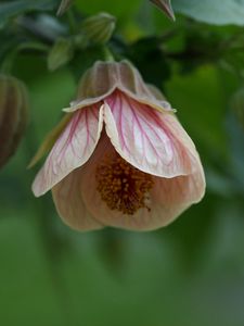 Preview wallpaper abutilon, flower, bud, macro, pink