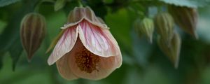 Preview wallpaper abutilon, flower, bud, macro, pink