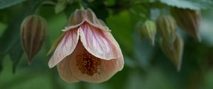 Preview wallpaper abutilon, flower, bud, macro, pink