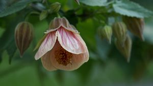 Preview wallpaper abutilon, flower, bud, macro, pink