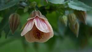 Preview wallpaper abutilon, flower, bud, macro, pink