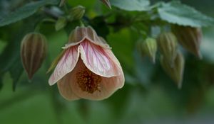 Preview wallpaper abutilon, flower, bud, macro, pink