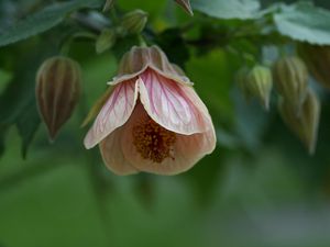 Preview wallpaper abutilon, flower, bud, macro, pink