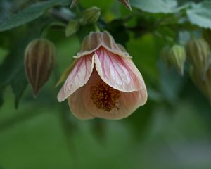 Preview wallpaper abutilon, flower, bud, macro, pink