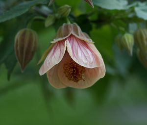 Preview wallpaper abutilon, flower, bud, macro, pink