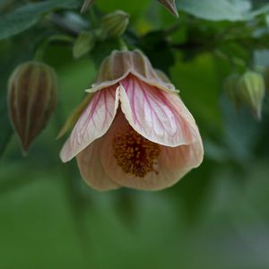 Preview wallpaper abutilon, flower, bud, macro, pink