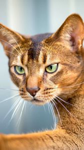 Preview wallpaper abyssinian cat, cat, face