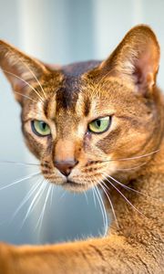 Preview wallpaper abyssinian cat, cat, face