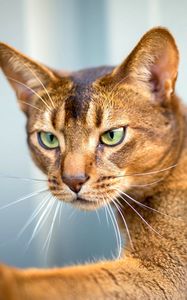 Preview wallpaper abyssinian cat, cat, face