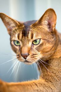 Preview wallpaper abyssinian cat, cat, face